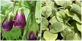 Lot Of 3 Black Eggplant Live Plants 5+ Inches 60+ Days Talong Aubergine - NAU1 - £39.40 GBP