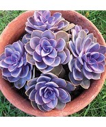 100 Seeds Succulent Radiation Succulents Sedum Echeveria Big Perle Von N... - €13,15 EUR 100 Seeds Succulent Radiation Succulents Sedum Echeveria Big Perle Von N... - €13,15 EUR