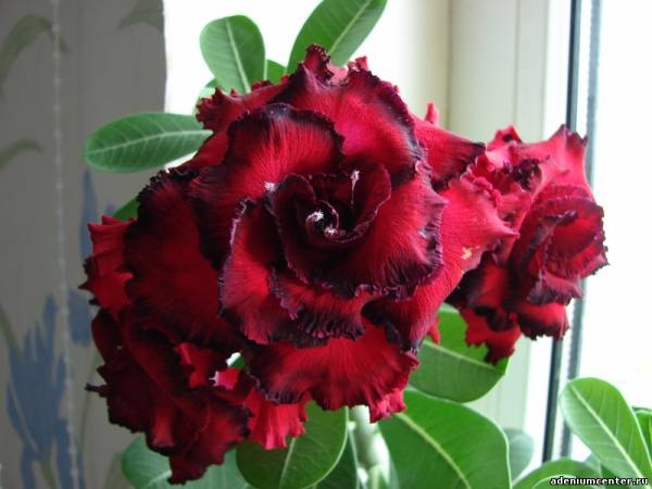 'Ge Woo' Taiwan Adenium Desert Rose, 2 Seeds