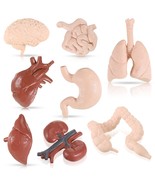 8 Pcs Human Body Model For Kids Human Organ Model Anatomy And Physiology... - £14.36 GBP