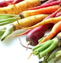 KKG Rainbow Blend Carrot Seeds Fresh Garden - $7.89