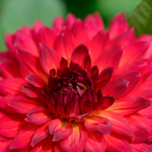 Red Dahlias 50 PCS Seeds - $10.76