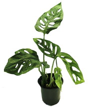 Monstera adansoni - Swiss Cheese Plant - Easy to Grow Old Favorite - 4&quot; Pot - £55.94 GBP