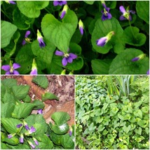 Wild Blue Violets/Common Blue Violets Set Of 13 Plants Perennial - £28.76 GBP