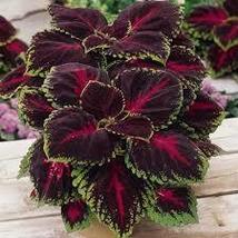 From US 100pc Coleus King Kong Seeds - Vibrant Blooms High Germination - £6.53 GBP