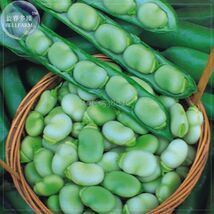 Masterpiece Green Broad Bean 5 Seeds - $7.99