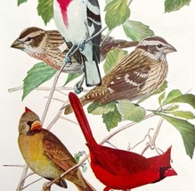 Cardinal And Rose Breast Grosbeak Birds Print Fuertes 1917 Color Plate Art DWX7A - $29.99