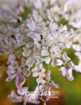 US Seller Fresh Angelica Sinensis Dang Gui Plant Flower Seed Fast Shipping - £10.37 GBP