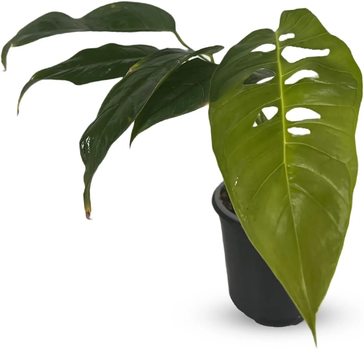 Monstera Unknown Swiss Cheese Plant - £101.91 GBP