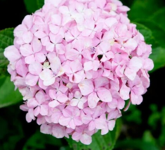 5 Pc Seeds Baby Pink Hydrangea Flower Plant, Hydrangea Seeds for Planting | RK - £9.91 GBP