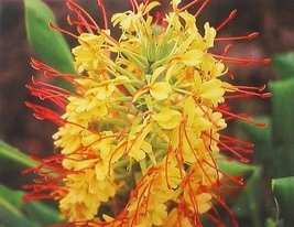 5 HAWAIIAN KAHILI GINGER PLANT ROOTS ~ GROW HAWAII - $84.88