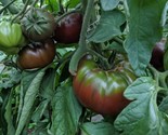 120 Seeds Russian Black Krim Tomato Seeds Non Gmo Organic Heirloom Fresh... - $8.99