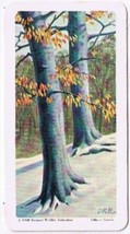 Brooke Bond Red Rose Tea Card #27 Beech Trees Of North America - $0.98