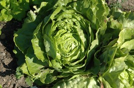 Round lettuce kagraner sommer seeds-lactuca sativa - code 414 - £3.98 GBP