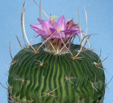 Stenocactus multicostatum @J@ cactus rare seed 10 SEEDS - £7.17 GBP