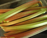 Sale 25 Seeds Glaskins Perpetual Rhubarb (Pieplant) Rheum Rhabarbarum Fr... - £7.91 GBP