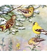 American Goldfinch Pine Siskin 1955 Plate Print Birds Of America Nature ... - $557.00 MXN