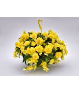 BRN Mpb3 Begonia Seeds Joy Nonstop Yellow Semi Trailing 15 Pelleted Seed... - $14.62