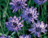 Sale 20 Seeds Blue Cupids Dart Aka &#39; Love Plant &#39; Catananche Caerulea Fl... - £7.89 GBP