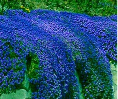 Creeping Thyme Bonsai Blue Rock Cress Plant Perennial Ground Cover Flower Natura