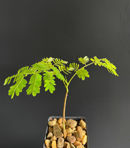 VP Flamboyant Tree Royal Poinciana Delonix Regia Flowering Madagascar 6-... - £23.17 GBP