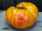 20 Gold Medal tomato seeds - Delicious Juicy Grown in USA  - £8.77 GBP
