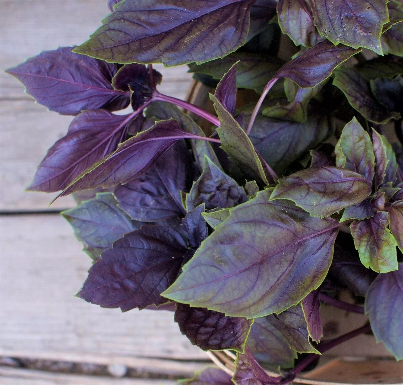 Purple Basil Herb 10 Seeds  - £8.03 GBP