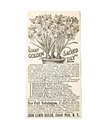 Giant Golden Sacred Lily Flower 1897 Advertisement Victorian Garden ADBN... - $27.53 CAD