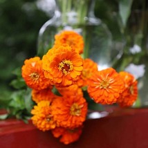 Floral 25 Zinnia Seeds Queeny Pure Orange Cut Flowers Flower Seeds Fresh Seeds U - $19.85