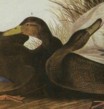 Black Duck Bird 1946 Color Plate Print John James Audubon Nature DWV2A - £32.16 GBP