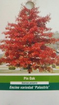 PIN OAK 4 6 FT TREE Live Healthy Shade Tree plant plant plant (For Sprin... - $188.15