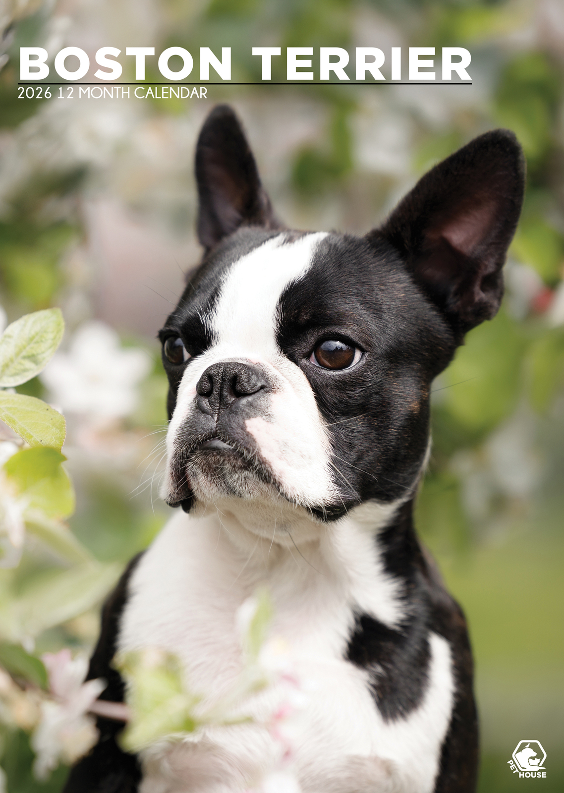 Boston Terrier Calendar 2026 - $19.99