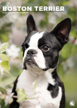 Boston Terrier Calendar 2026 - $19.99
