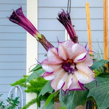 Ballerina Purple Devil Trumpet -Datura 10 Seeds Double Triple Flowers Fresh Gard - $7.38