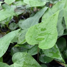 Best Anthurium podophyllum / Anthurium / Live Plant - £20.36 GBP