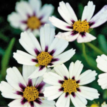 Heirloom Star Cluster Perennial White Purple Coreopsis Flower 20 PCS Seeds - $8.44