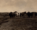 Lot of 3 RPPC Farm Scene Landscapes Barns Cows Fields UNP Postcards Q12 - $16.88
