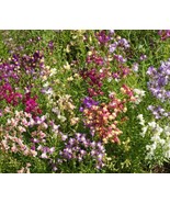 USA Non GMO Snapdragon Fairy Bouquet Mix Dwarf 814 Linaria Marroccana 50... - £6.31 GBP