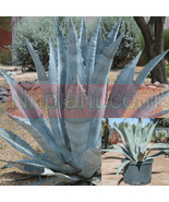 CLK Agave Americana Blue 1 Gallon Century Plant Sky Blue American Aloe L... - $25.86