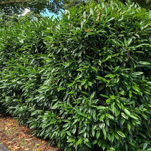 10 CHERRY LAUREL Prunus caroliniana image 4