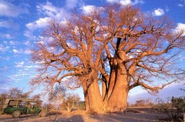 Fresh African Baobab Adansonia Digitata 10 Seeds Ship From Usa - £30.28 GBP