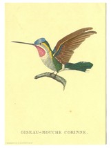 Oiseau-Mouche Corinne 5x7 Print Vintage 1969 Donald Art Hummingbird Color Litho - £19.74 GBP