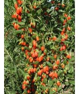 VCS Lycium Barbarum Wolfberries Goji Berries 20 Seeds Cleaned For Planti... - €12,84 EUR