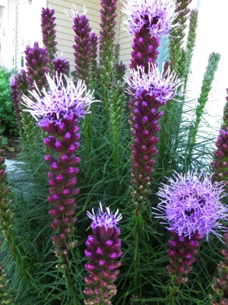 Liatris Spicata Gayfeather Marsh Blazing Star 100 Seeds Garden - £15.65 GBP