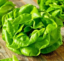 Bloomys 100 Seeds Lettuce Buttercrunch Salads Vegetable Garden Heirloom ... - £7.37 GBP