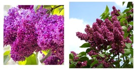 8-10 INCH-SYRINGA &#39;charles Joly&#39; - Lilac - Fragrant - Plant -DORMANT/LEAFLESS - £30.27 GBP