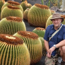 Echinocactus Grusonii Golden Barrel Cactus 30 Seeds Fresh Garden USA Shipping - £13.31 GBP