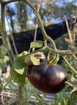 Black Beauty Tomato Seeds  - £7.48 GBP