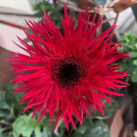 50+ Amazing Red Gerbera Spider Daisy Seeds for Garden Planting - €2,60 EUR