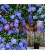 Ceanothus Yankee Point Blue 1Gallon Horizontal Wild Lilac Live Plant - £32.62 GBP